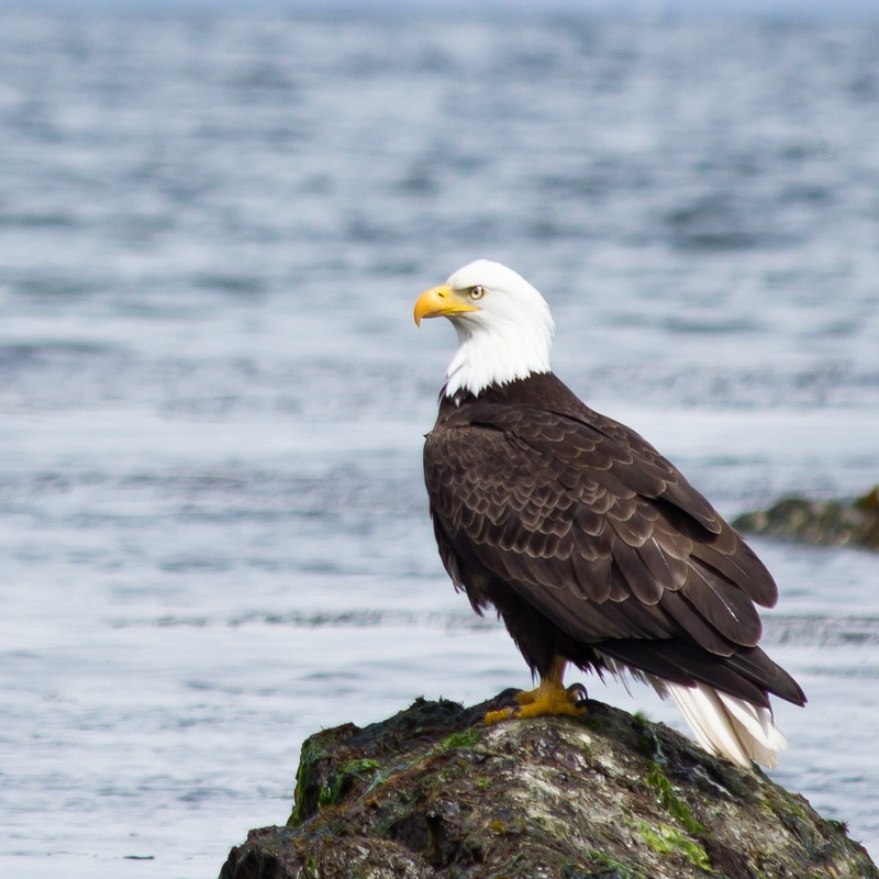 Bald Eagle Sitting on a rock by the beach | Vancouver Island Lifestyle